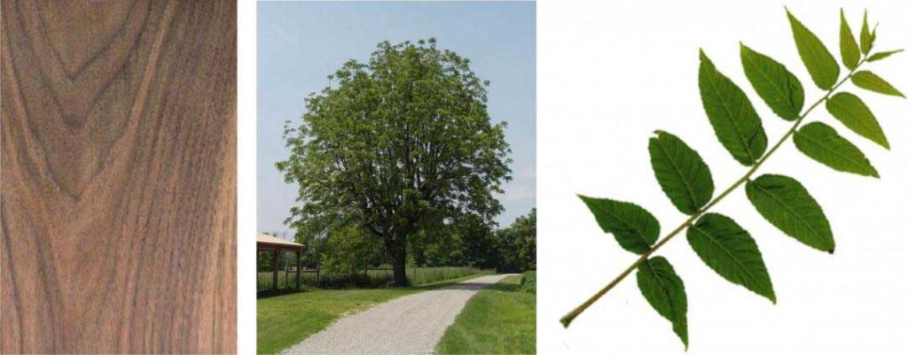 Composite image of walnut wood grain, tree and individual leaves
