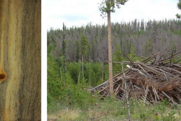 Large amounts of wood